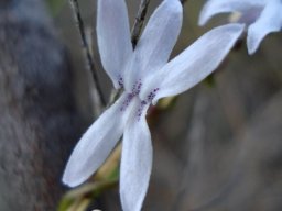 Cyphia volubilis petal dots